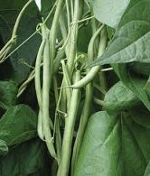 Healthy snap bean plants (in no way indicative of ours)